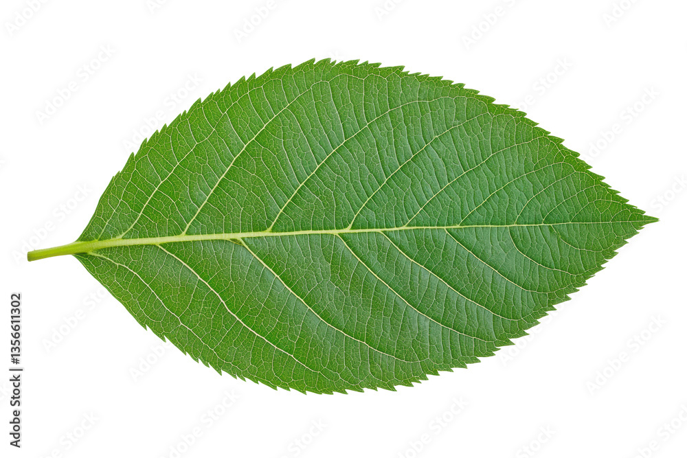 Close-up of green leaf with detailed veins on black background, cut out Close-up of green leaf with detailed veins on black background, cut out