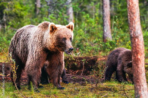 Obraz na płótnie brown bear in the forest w salonie