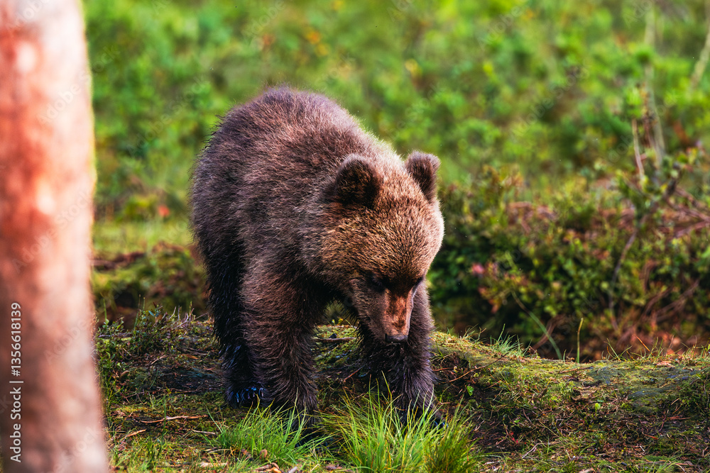 Obraz premium brown bear cub