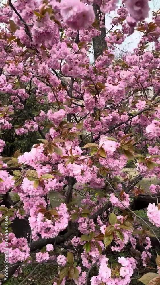 Pink cherry blossoms in Prague. Sacura blooming video Pink cherry blossoms in Prague. Sacura blooming video