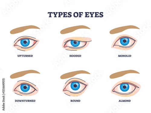 Types of eyes diagram showing six different eye shapes, upturned, hooded, monolid, downturned, round, almond. Outline diagram