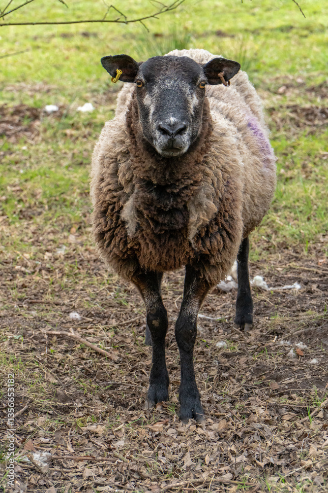 Close-up portrait of a female sheep (ewe) looking directly at camera. Stood in lush green field (grass) and facing camera. Full body. Close-up portrait of a female sheep (ewe) looking directly at camera. Stood in lush green field (grass) and facing camera. Full body.