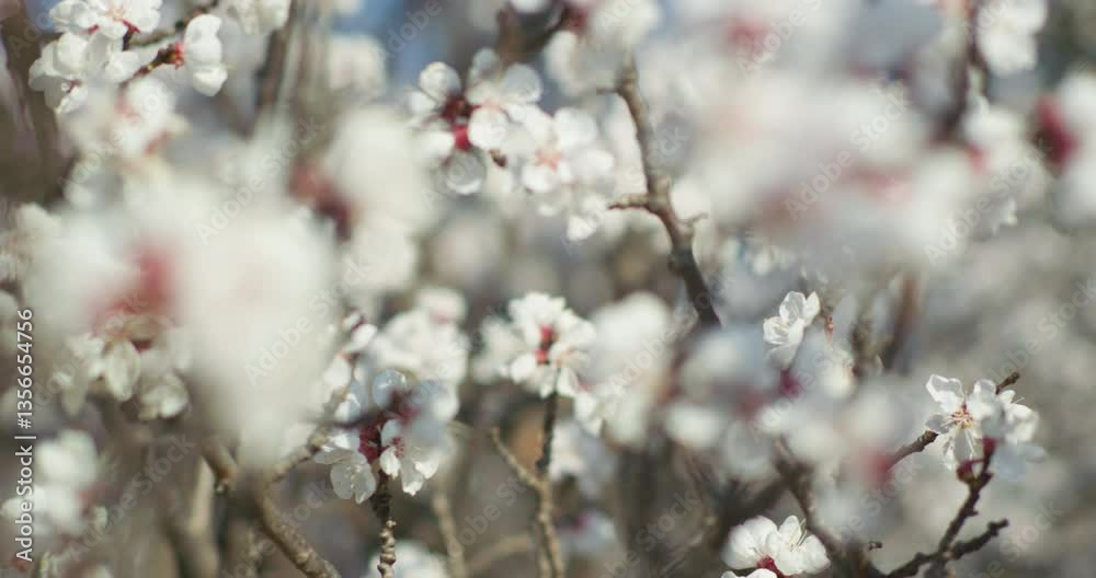 Spring blooming plum blossoms cherry blossoms bees collecting nectar Spring blooming plum blossoms cherry blossoms bees collecting nectar