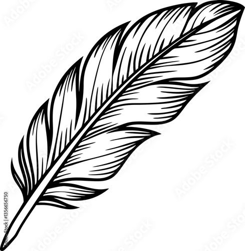Detailed black and white feather illustration on clean background
