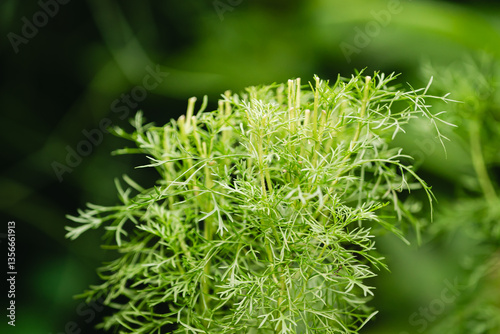 Green texture backyard with cicak background photo