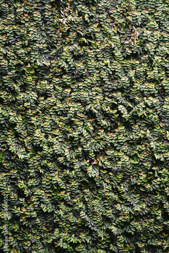 Green texture backyard with cicak background photo