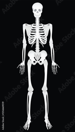 Human Skeleton Anatomy Illustration – Full Body Skeletal System Graphic in Modern Stylized Design for Medical and Educational Use
