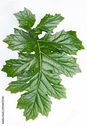 acanthus mollis green leaf on white