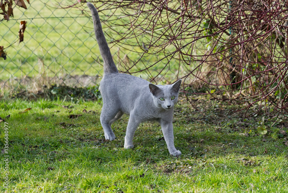 Fototapeta premium Russisch Blau Katze im Garten