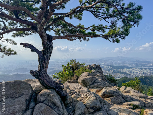 Wallpaper Mural Lone Pine Overlooking Seoul – Mount Gwanaksan Torontodigital.ca