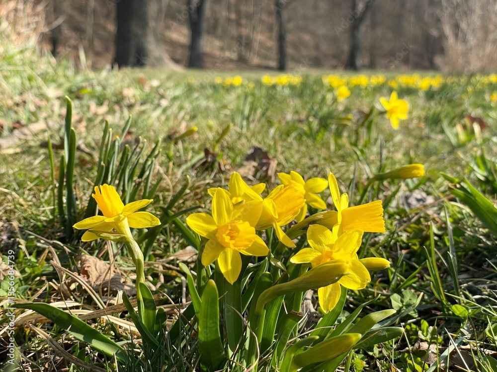 Fototapeta premium Yellow daffodil glade in a park in Prague