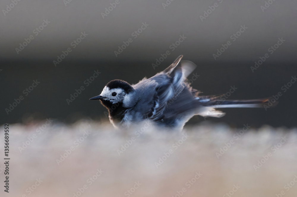 Fototapeta premium White wagtail (Motacilla alba) ruffles it's feathers in spring morning.