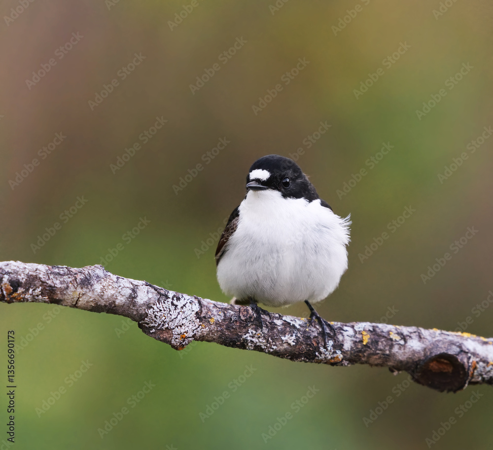 Obraz premium European pied flycatcher (Ficedula hypoleuca) male sitting on a branch in spring. 
