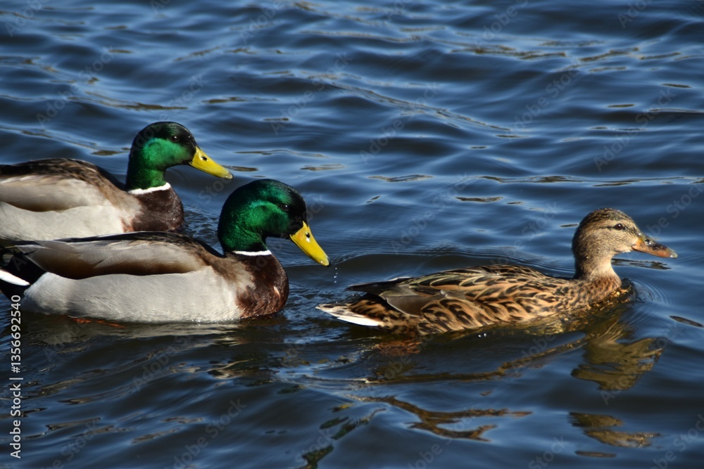 Obraz premium Three mallards (one female and two males) are swimming together in the sea in bright and sunny spring day.