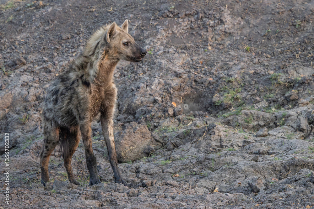 Fototapeta premium spotted hyena walking in the grass