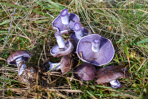 Lepista nuda, purple mushrooms lying on the grass. Mushroom picking.