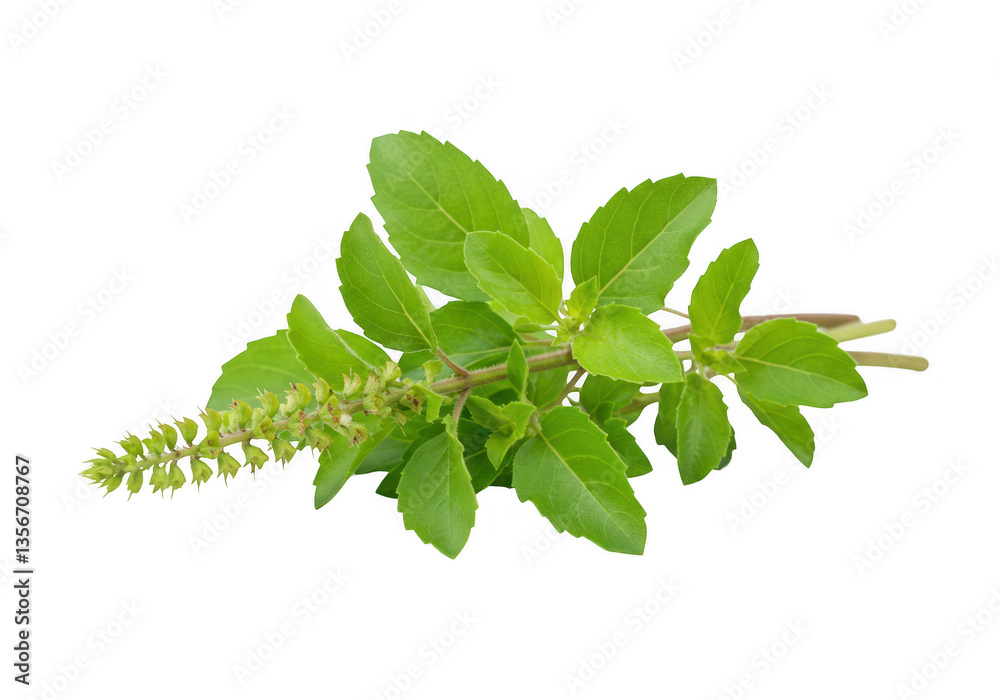 custom made wallpaper toronto digitalA small bunch of fresh tulsi leaves with a rich green color and small flower buds. isolated on transparent background