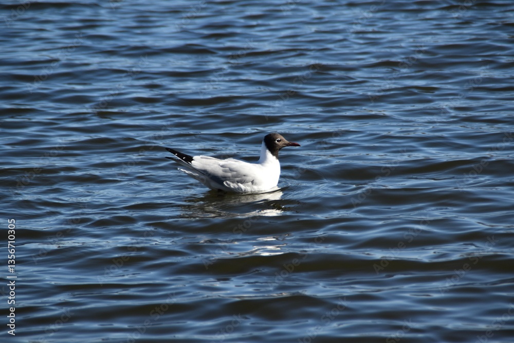 A black-headed gull is swimming in the sea in bright and sunny spring day. A black-headed gull is swimming in the sea in bright and sunny spring day.