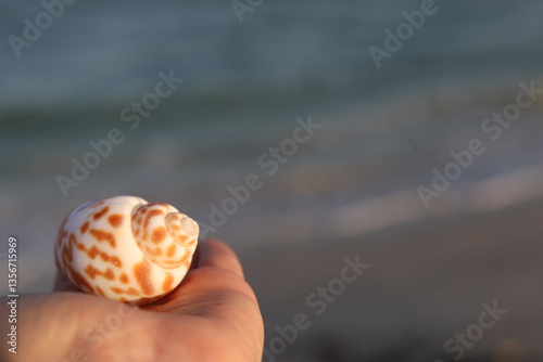 Close-up of a hand holding a snail seashell, likely from the Babylonia family, showcasing its spiral shape and intricate brown patterns, Duqm beach, Oman