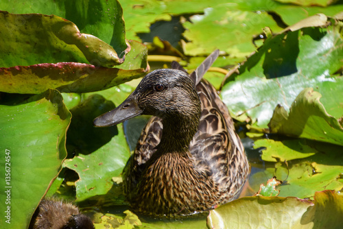 A duck swims among water lily leaves in a park pond