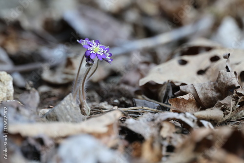 Common Name: Asian liverleaf
Sci. Name: Hepatica asiatica Nakai