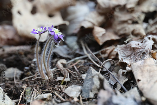 Common Name: Asian liverleaf
Sci. Name: Hepatica asiatica Nakai
