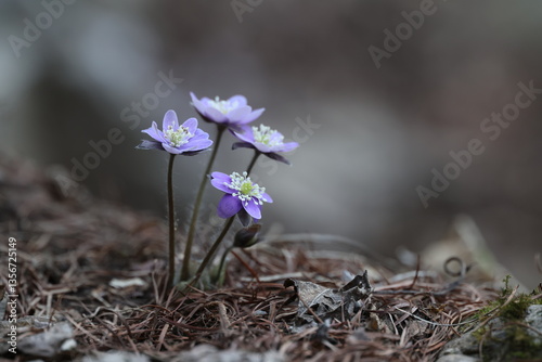 Common Name: Asian liverleaf
Sci. Name: Hepatica asiatica Nakai