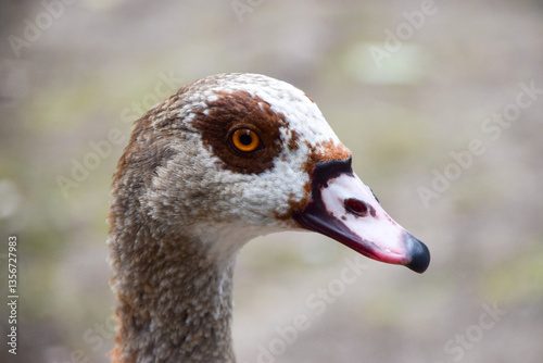 Portrait of an Egyptian goose