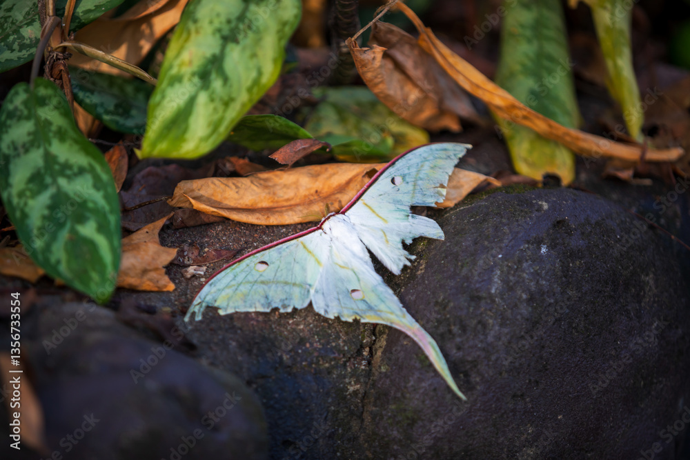 Naklejka premium Wild butterfly in the forest. butterfly in damage wing can not fly.