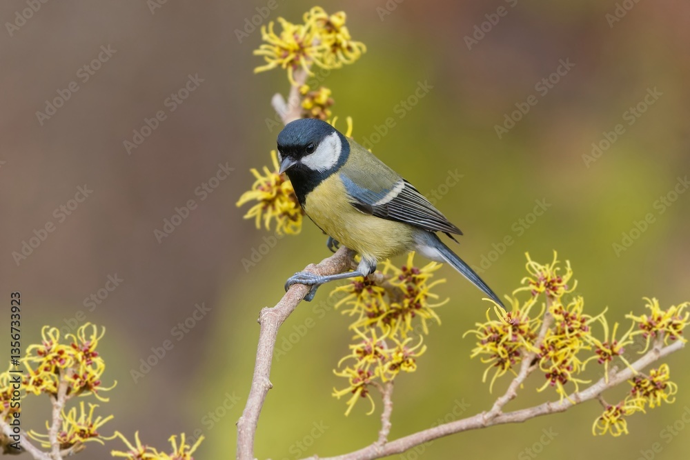 Obraz premium A great tit sits on a branch with yellow flowers. Parus major. Portrait of a great tit in the nature habitat. 