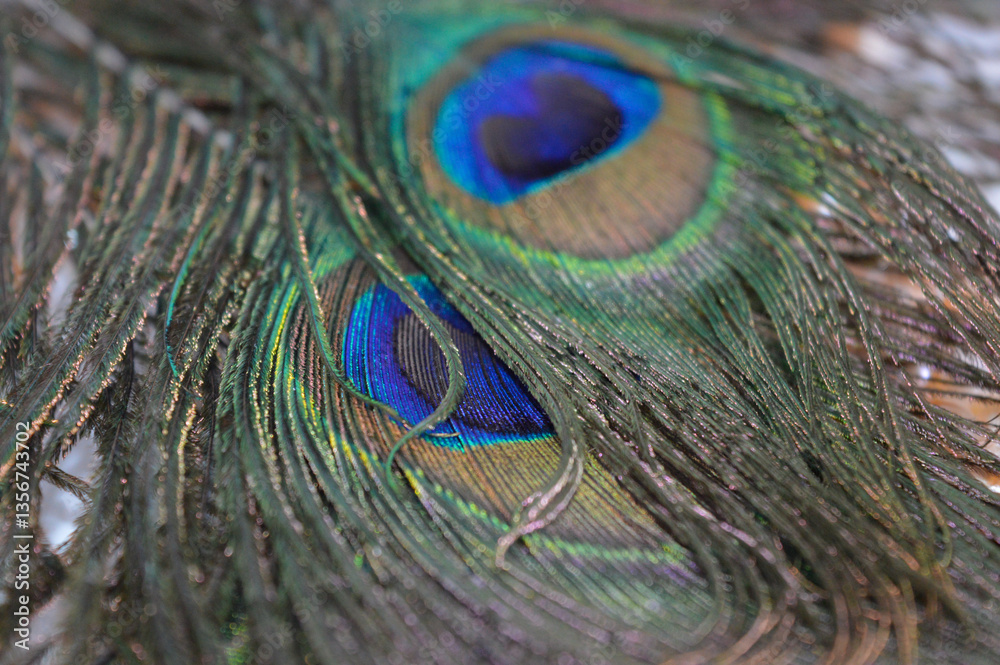 Obraz premium hand holding peacock feather vibrant colors details blue green beautifully symbolism spirituality beauty protection good fortune nature wildlife natural elements fashion decoration jewelry art design