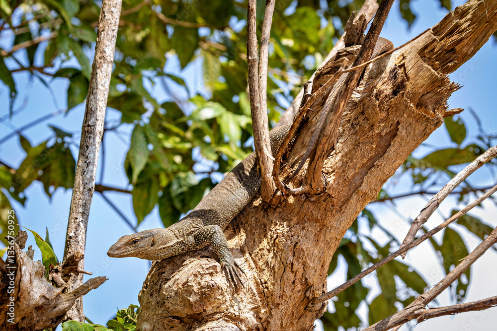 The water monitor waran in the wilderness of Sri Lanka The water monitor waran in the wilderness of Sri Lanka