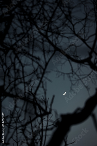 Dreamy Night Sky with Moon Framed by Leafless Tree Silhouettes