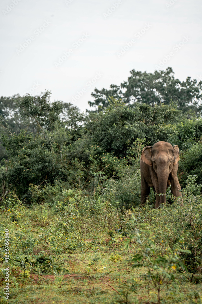 Fototapeta premium elephants in the nature of sri lanka, asia