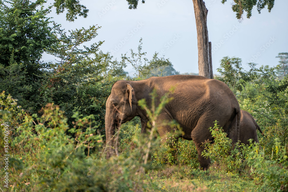 Fototapeta premium elephants in the nature of sri lanka, asia