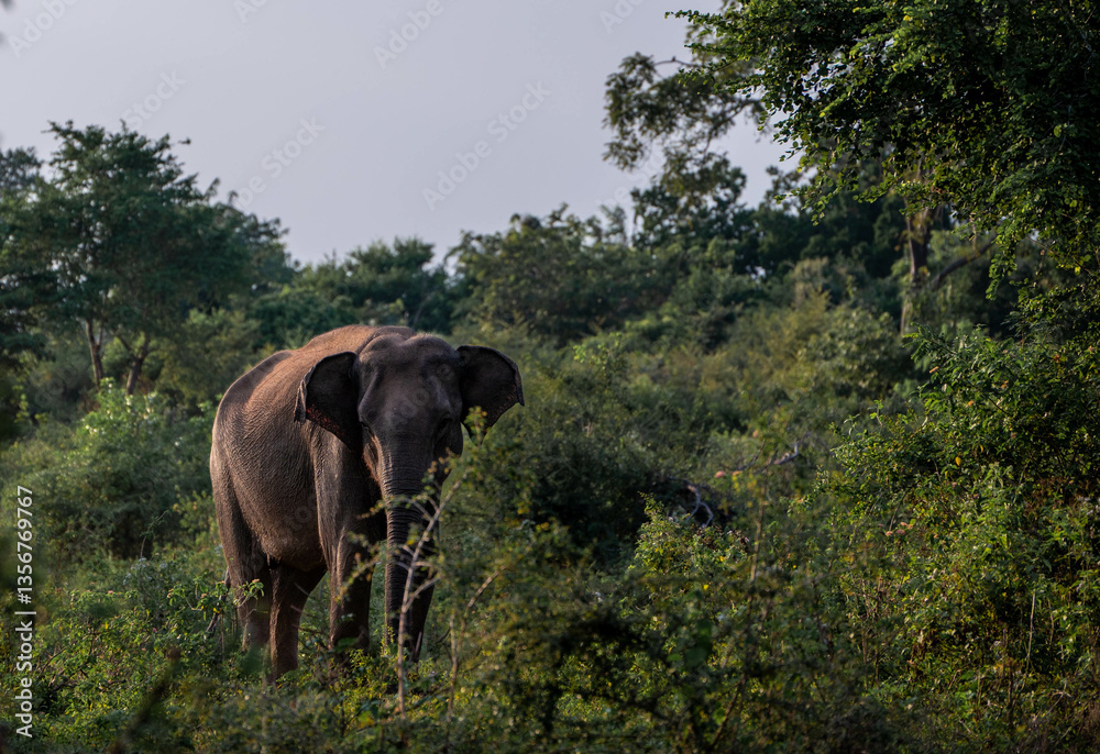 Fototapeta premium elephants in the nature of sri lanka, asia