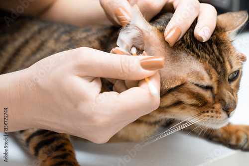 Pet hygiene. Woman cleaning ears of beautiful domestic Bengal cat. Close-up. Faceless.