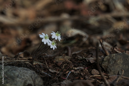Common Name: Asian liverleaf
Sci. Name: Hepatica asiatica Nakai