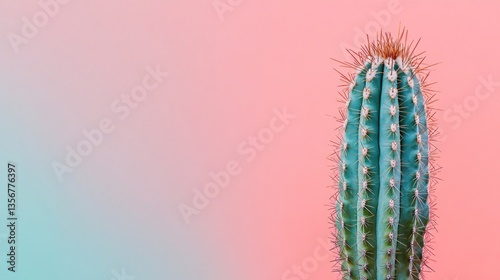 Pastel Cactus Minimalist Photography
