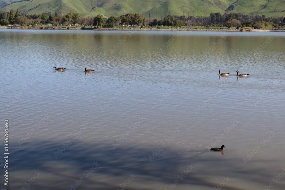 Geese swimming in Lake Elizabeth with mountain view Geese swimming in Lake Elizabeth with mountain view