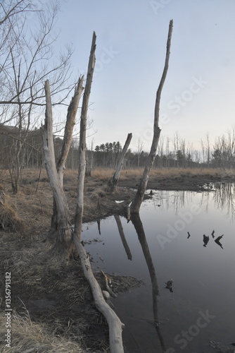 Early Spring in Massachusetts