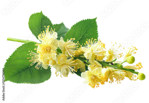 linden blossom branch with green leaves