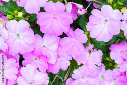 Light pink new guinea impatiens or impatiens hawkeri flower.