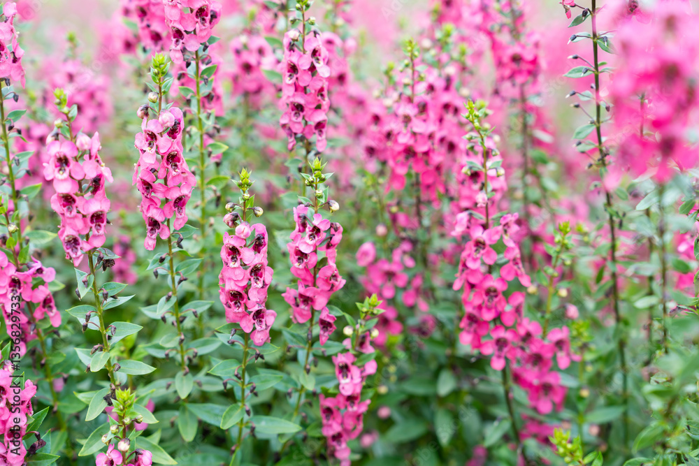 Obraz premium Beautiful pink Salvia nemorosa flowers in full bloom growing in the garden