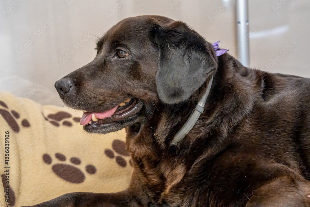 A loving Labrador mom with her playful puppies, showcasing maternal bond and affection