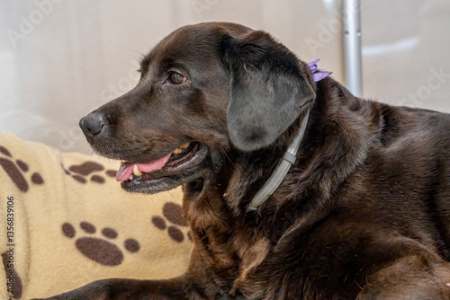 Obraz na płótnie A loving Labrador mom with her playful puppies, showcasing maternal bond and affection w salonie