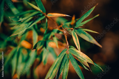 Tropical Bamboo Plant with Vibrant Green and Yellow Leaves