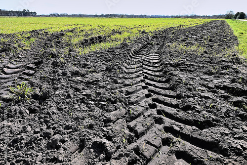 Obraz na płótnie truck tire track in the mud of a cultivated field w salonie