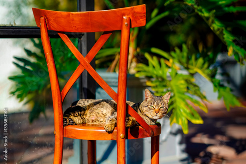 Adorable Cat Relaxing on a Vintage Wooden Chair in the Sun