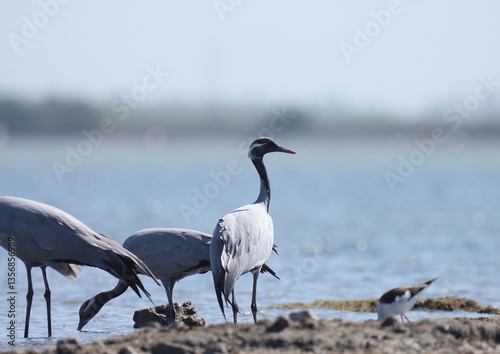 Demoiselle crane at river. Grus virgo.